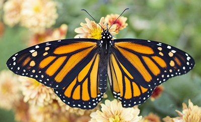 Color Inverted Butterfly