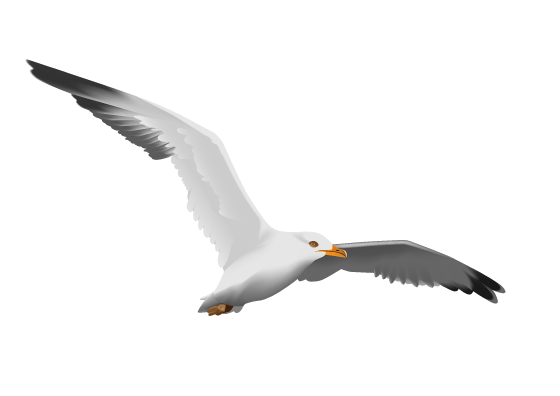 Seagull with White to Light Blue Background and Shadow